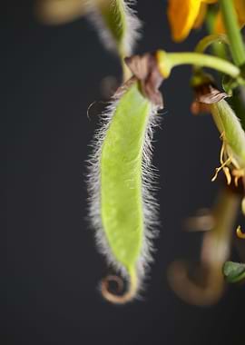 Spartium jenceum blossoms