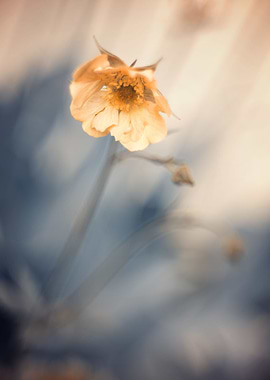 Yellow flower,macro garden