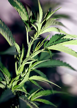 Weed leaves background