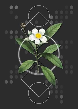 Vintage Loblolly Bay