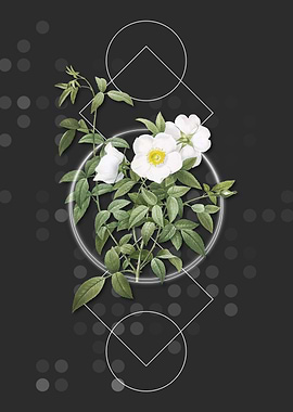 Vintage White Rose of Snow