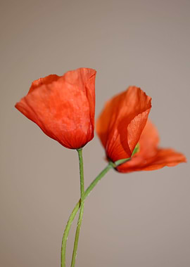 Papaver flower blossoming