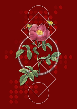 Stapelia Rose Flower Bloom