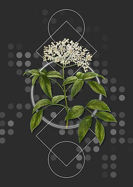 Elderberry Flowering Plant
