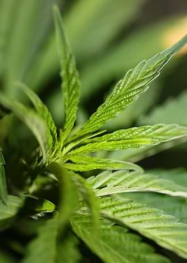 Weed leaves background