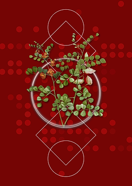 Spotted Bladder Senna