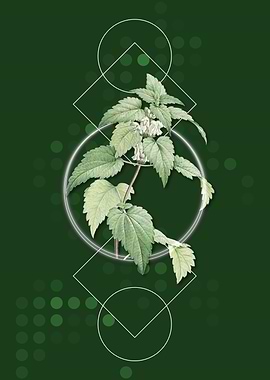 White Dead Nettle Plant