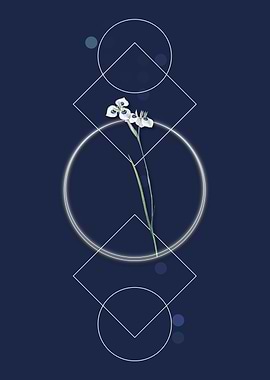 Vieusseuxia Glaucopis