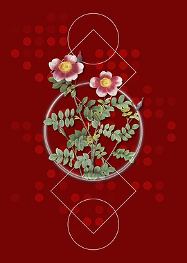 Variegated Burnet Rose