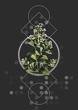 Vintage Eastern Baccharis