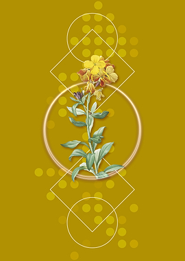 Yellow Wallflower Bloom