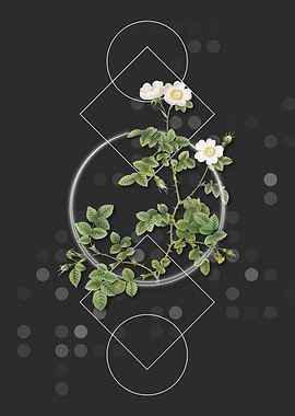 White Sweetbriar Rose