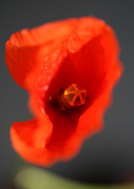 Papaver flower blossoming