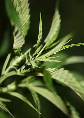 Cannabis leaves close up