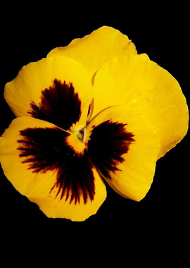 Yellow viola flower macro