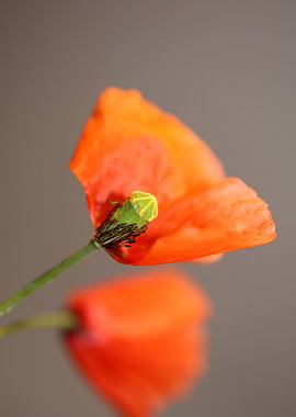Papaver flower blossoming