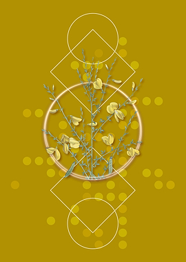 Yellow Broom Flowers