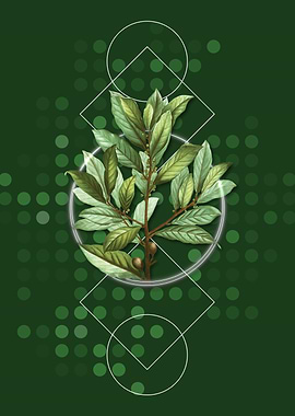 Geometric Bay Laurel Spice