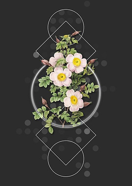 Thornless Burnet Rose