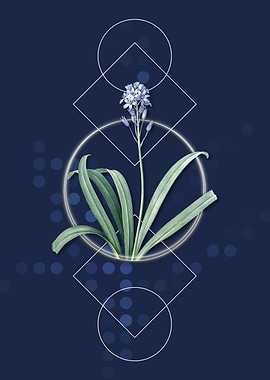 Vintage Spanish Bluebell