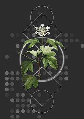 Vintage Guelder Rose