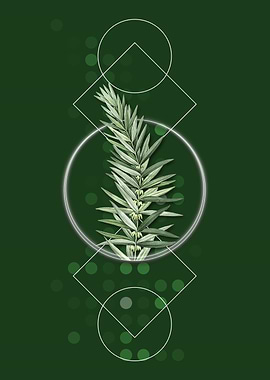 Whorled Solomons Seal