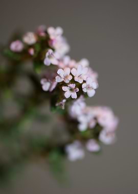Thymus flowering close up