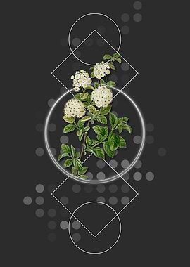 Germander Meadowsweet