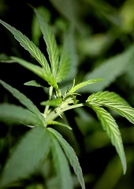 Marihuana plant close up