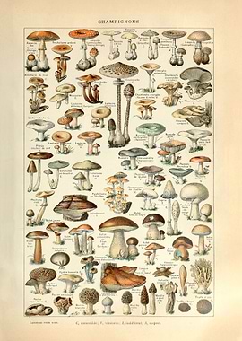 Adolphe Millot Mushrooms