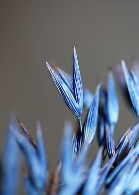 Dry blue deco wheat macro