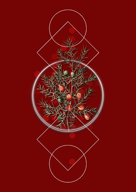 Vintage Common Juniper