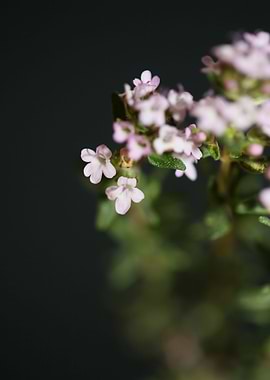 Thymus vulgaris flowering