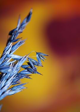 Wheat blue color close up