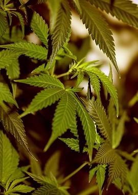 Cannabis indica close up