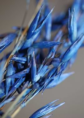 Wheat blue color close up
