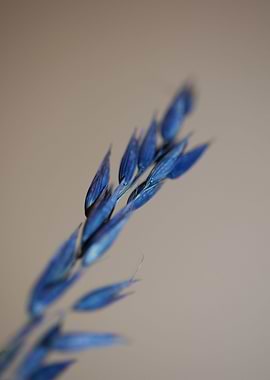 Blue wheat plant close up