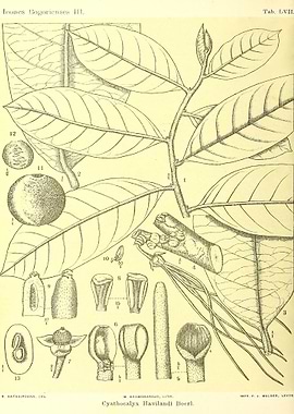 Cyathocalyx Havilandi