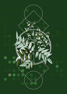 Japanese Pagoda Tree