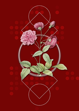 Blooming China Rose Flower