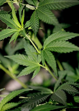 Weed leaves background