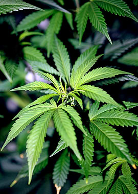 Cannabis indica background