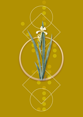 Vintage Yellow Banded Iris