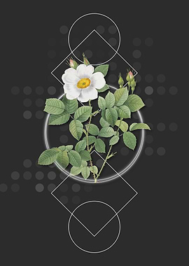 Twin Flowered White Rose