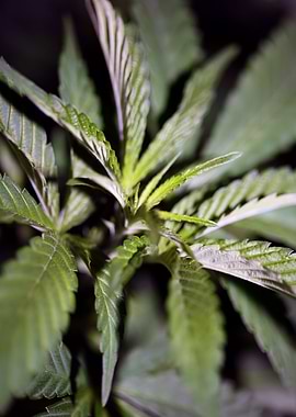 Cannabis sativa leaves