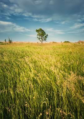 Idyllic summer landscape