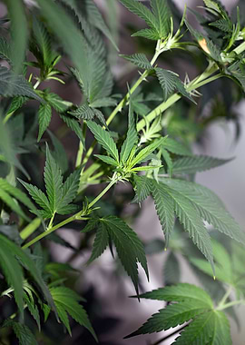 Cannabis indica close up