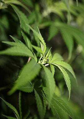 Cannabis leaves close up