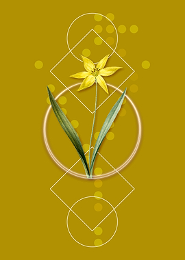 Vintage Tulipa Celsiana