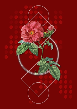 Geometric Apothecary Rose